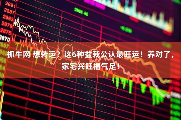 抓牛网 想转运？这6种盆栽公认最旺运！养对了，家宅兴旺福气足！