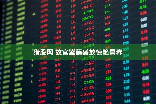 猎股网 故宫紫藤盛放惊艳暮春